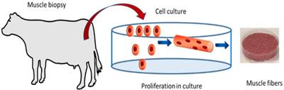 Consumer perception of “artificial meat” in the educated young and urban population of Africa
